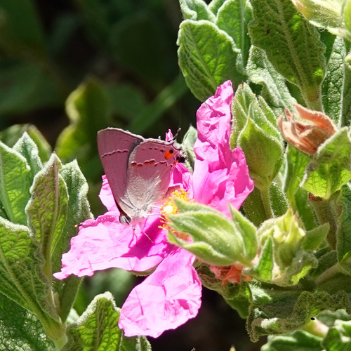 iNaturalist observation photo of Gray Hairstreak