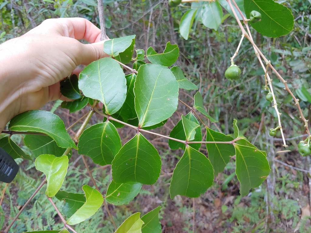 Turpinia occidentalis; photograph (c) Kurt Miller, some rights reserved (CC BY-SA)