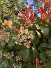 Photinia
