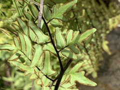 Cheilanthes viridis viridis