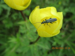 Oedemera virescens