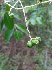 (c) Kurt Miller, some rights reserved (CC BY-SA) Turpinia occidentalis, photograph (c) Kurt Miller, some rights reserved (CC BY-SA)