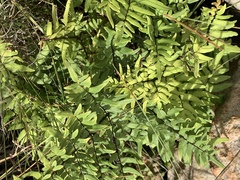 Cheilanthes viridis viridis