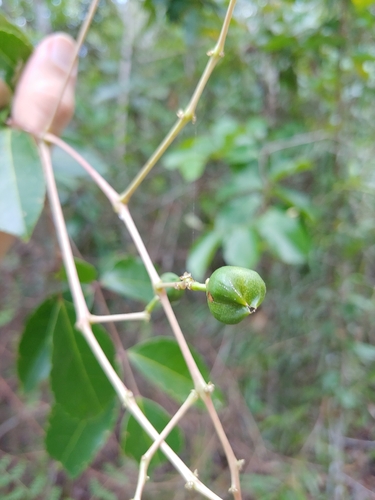 Turpinia occidentalis, photograph 5