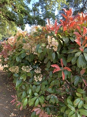 Photinia