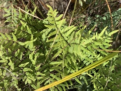 Cheilanthes viridis viridis
