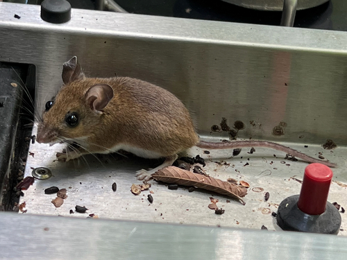 White-footed Mouse