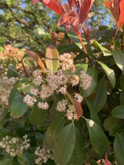 Photinia