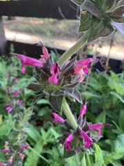 Salvia