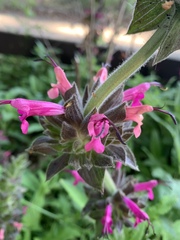 Salvia