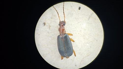 Brachinus crepitans