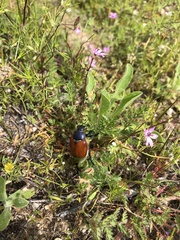 Paracotalpa