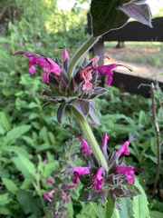 Salvia