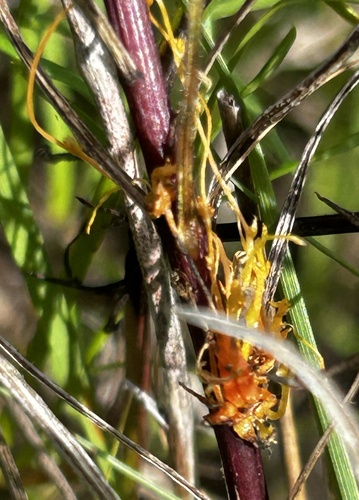 pretty dodder