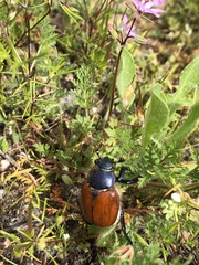 Paracotalpa