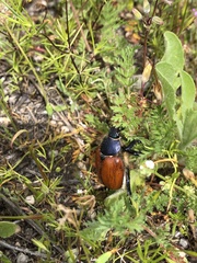Paracotalpa