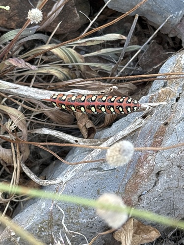 Leafy Spurge Hawkmoth