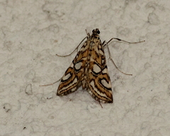 Elophila ekthlipsis