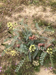 Astragalus lentiginosus nigricalycis