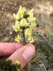 Astragalus lentiginosus nigricalycis