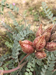 Astragalus lentiginosus nigricalycis