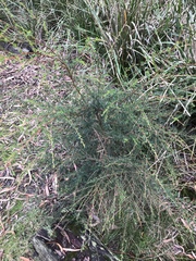 Kunzea leptospermoides