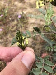 Astragalus lentiginosus nigricalycis