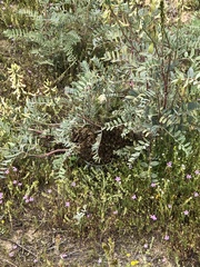 Astragalus lentiginosus nigricalycis