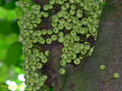 Ficus variegata garciae