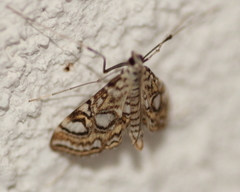 Elophila ekthlipsis