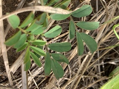Indigofera oxalidea