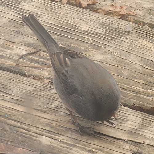 Dark-eyed Junco