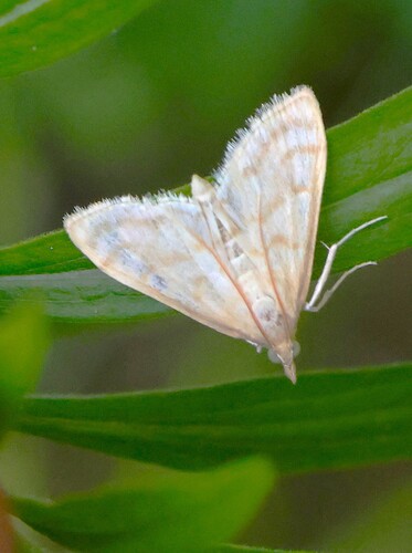 Scarce Straw Pearl