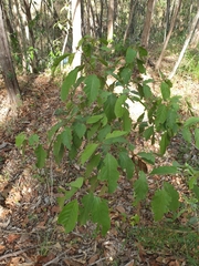 Clerodendrum floribundum