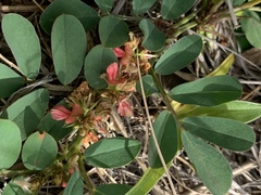 Indigofera oxalidea