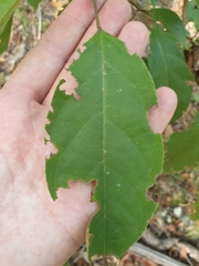 Clerodendrum floribundum