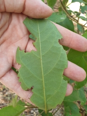Clerodendrum floribundum