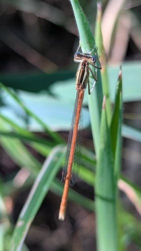 Orange Featherleg