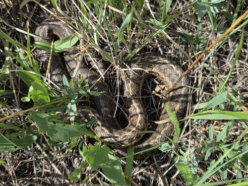 Western Terrestrial Garter Snake
