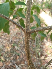 Clerodendrum floribundum