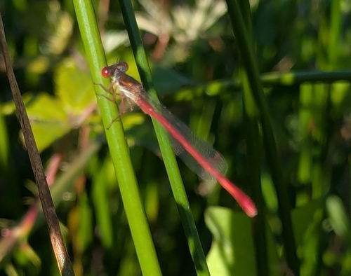 Small Red Damselfly