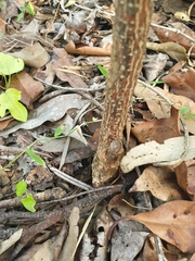 Clerodendrum floribundum
