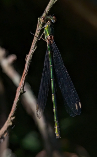 Western Willow Spreadwing