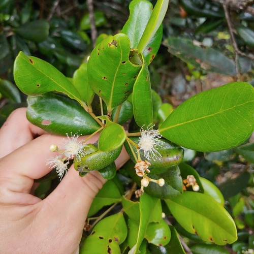 Pimenta racemosa, photograph 5