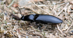 Melanactes densus