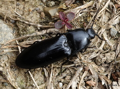 Melanactes densus