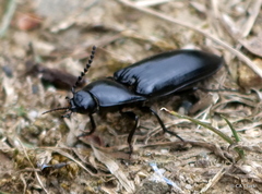 Melanactes densus