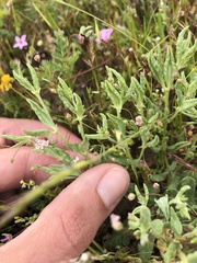 Eriogonum gracillimum