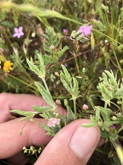 Eriogonum gracillimum