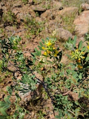Acmispon dendroideus dendroideus